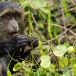 2 Days 1 Night Mikumi Np wildlife safari from Dar es salaam - An In-Depth Look at the 2-Day Mikumi Safari