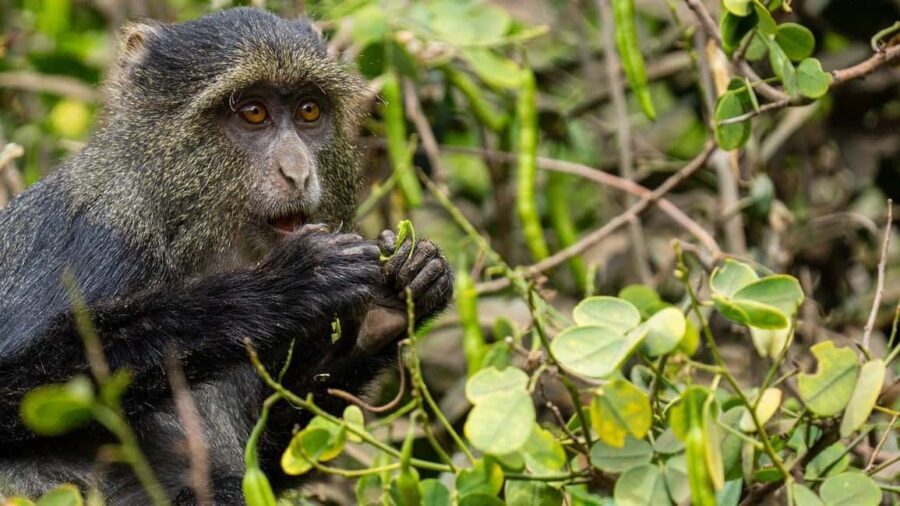 2 Days 1 Night Mikumi Np wildlife safari from Dar es salaam - An In-Depth Look at the 2-Day Mikumi Safari