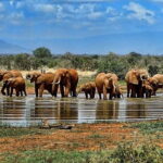 2 Days 1 Night Mikumi Safari & Chizua Waterfall - Day 1: From Dar es Salaam to Mikumi – Safari and Game Drive