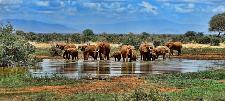 2 Days 1 Night Mikumi Safari & Chizua Waterfall - Day 1: From Dar es Salaam to Mikumi – Safari and Game Drive