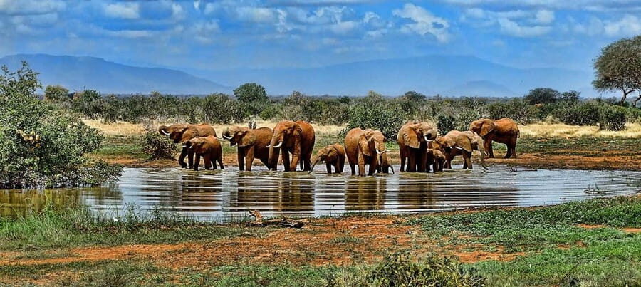 2 Days 1 Night Mikumi Safari & Chizua Waterfall - Day 1: From Dar es Salaam to Mikumi – Safari and Game Drive