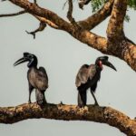2 Days, 1 Night Mikumi Safari from Dar es Salaam - Exploring the Detailed Itinerary
