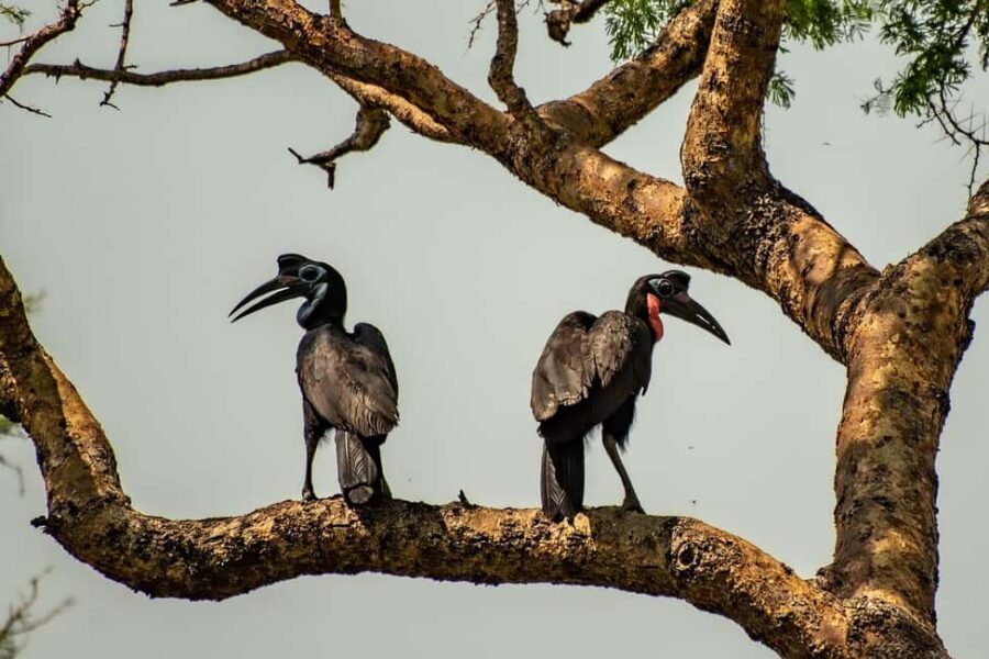 2 Days, 1 Night Mikumi Safari from Dar es Salaam - Exploring the Detailed Itinerary
