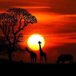 2 days 1 night Nyerere national park Flight from Zanzibar - An In-Depth Look at the Nyerere National Park Safari Experience
