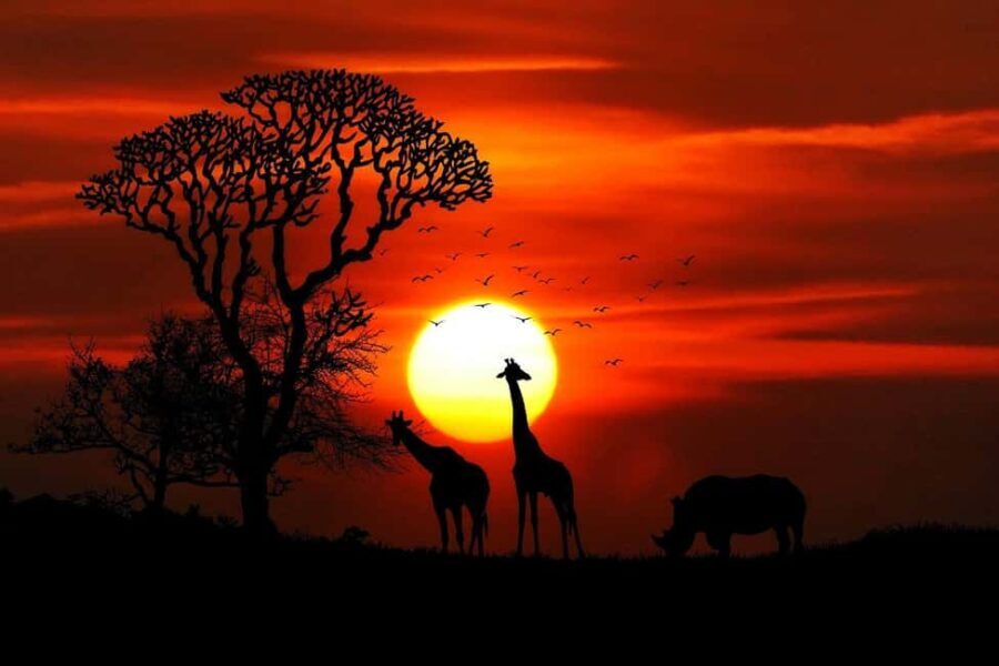 2 days 1 night Nyerere national park Flight from Zanzibar - An In-Depth Look at the Nyerere National Park Safari Experience