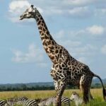 2 Days 1 Night Nyerere National Park from Zanzibar by flight - What’s Unique About This Safari?