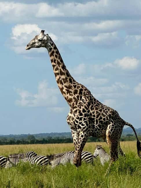 2 Days 1 Night Nyerere National Park from Zanzibar by flight - What’s Unique About This Safari?