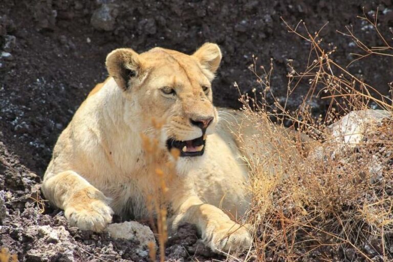 2-Days 1-Night Nyerere National Park from Zanzibar by flight - Value & Practical Considerations