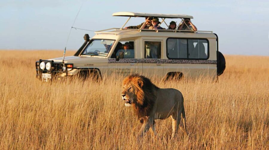 2 days 1 night Nyerere national park from Zanzibar by flight - Summary: Why This Safari Might Be Your Perfect Tanzanian Escape
