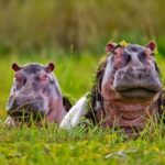2 Days 1 Night Selous Fly-in Safari from Zanzibar - Breaking Down the Itinerary: What Makes Each Part Special