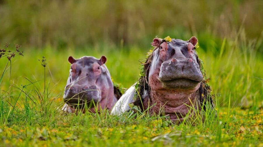 2 Days 1 Night Selous Fly-in Safari from Zanzibar - Breaking Down the Itinerary: What Makes Each Part Special