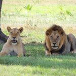 2-days 1-night to Mikumi from Dar-es-Salaam by Luxury Train - Authentic Insights & Practical Tips from Reviews