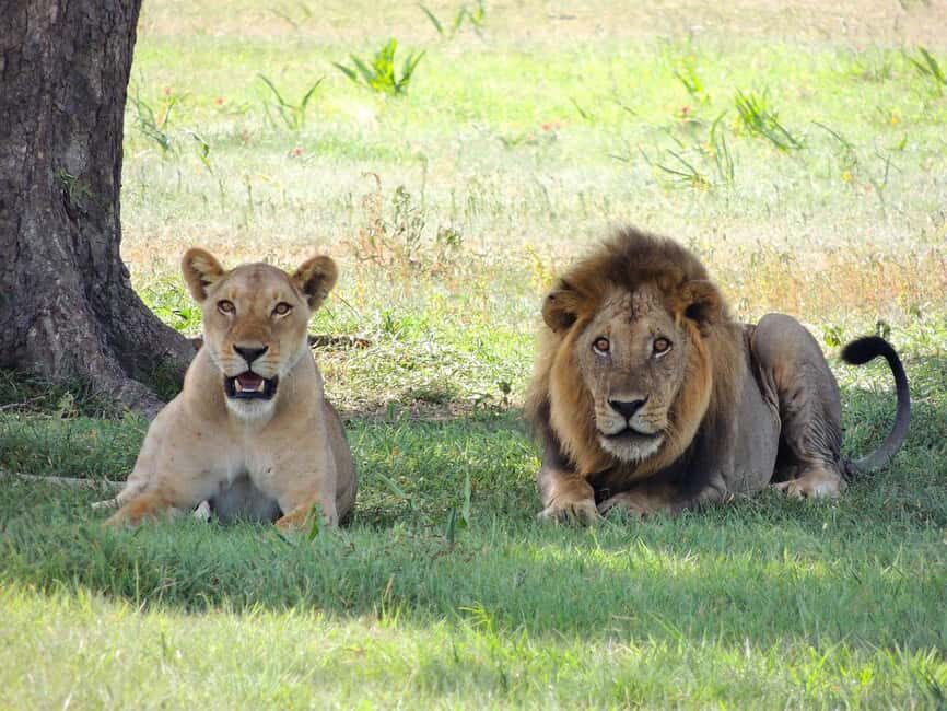 2-days 1-night to Mikumi from Dar-es-Salaam by Luxury Train - Authentic Insights & Practical Tips from Reviews