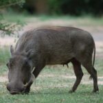 2-days 1-night to Mikumi National Park from Zanzibar - What is Included, and What Should You Expect?
