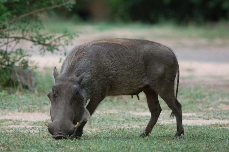 2-days 1-night to Mikumi National Park from Zanzibar - What is Included, and What Should You Expect?