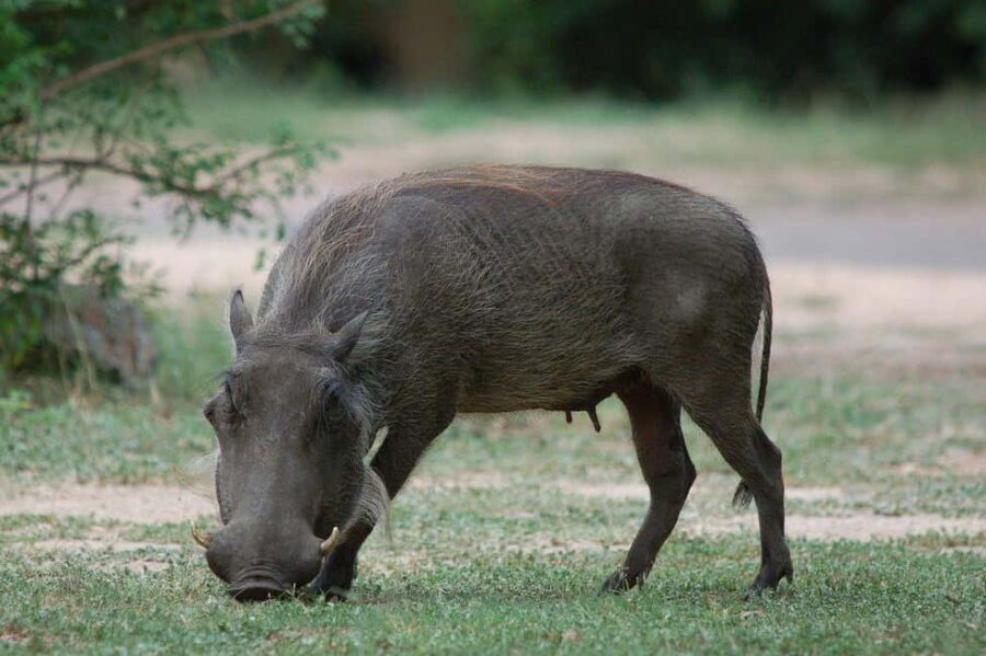 2-days 1-night to Mikumi National Park from Zanzibar - What is Included, and What Should You Expect?