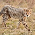 2 days 1 night to nyerere park from zanzibar by flight - The Practicalities: Transportation, Costs, and Tips