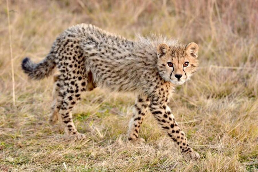 2 days 1 night to nyerere park from zanzibar by flight - The Practicalities: Transportation, Costs, and Tips