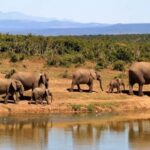 2 Days 1 nignt to mikumi national park from zanzibar - The Itinerary Breakdown: What to Expect