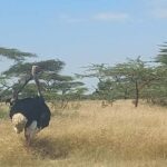 2 Days Abijata-Shalla Lakes National Park and Lake Langano, - An Honest Look at the 2-Day Abijata-Shalla Lakes Tour