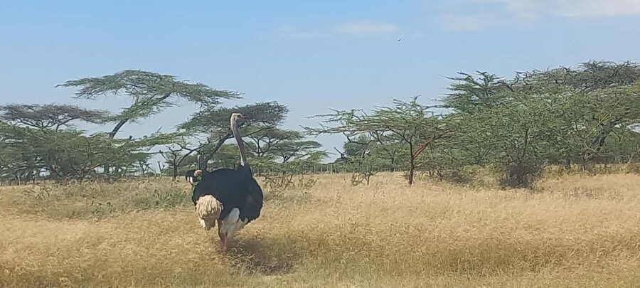2 Days Abijata-Shalla Lakes National Park and Lake Langano, - An Honest Look at the 2-Day Abijata-Shalla Lakes Tour