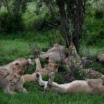 2 Days Akagera National Park Big 5 Safari with Boat Ride - Lake Ihema and the Boat Safari Experience