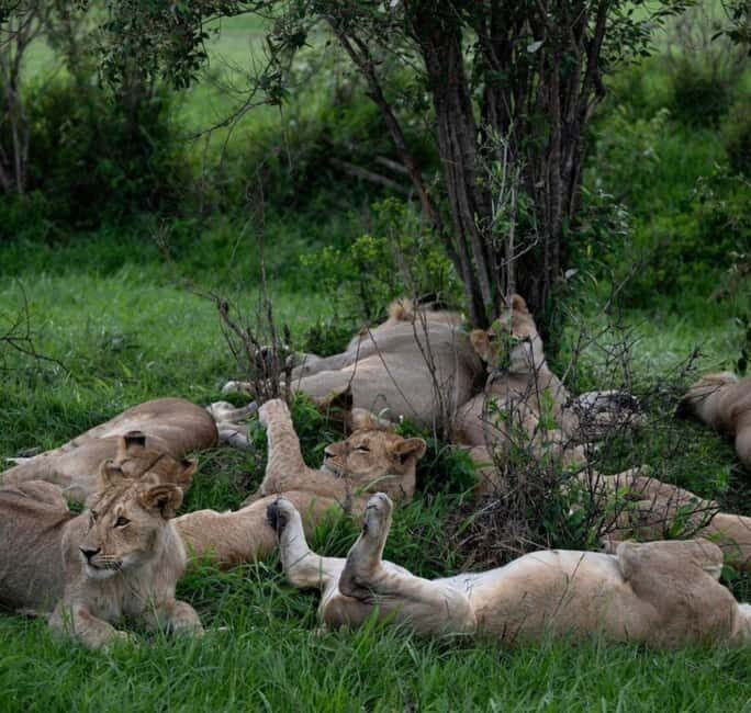 2 Days Akagera National Park Big 5 Safari with Boat Ride - Lake Ihema and the Boat Safari Experience