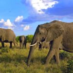2 Days Amboseli National Park Safari - The Experience from Reviews