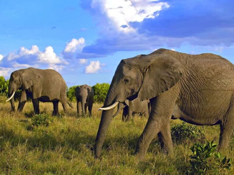 2 Days Amboseli National Park Safari - The Experience from Reviews