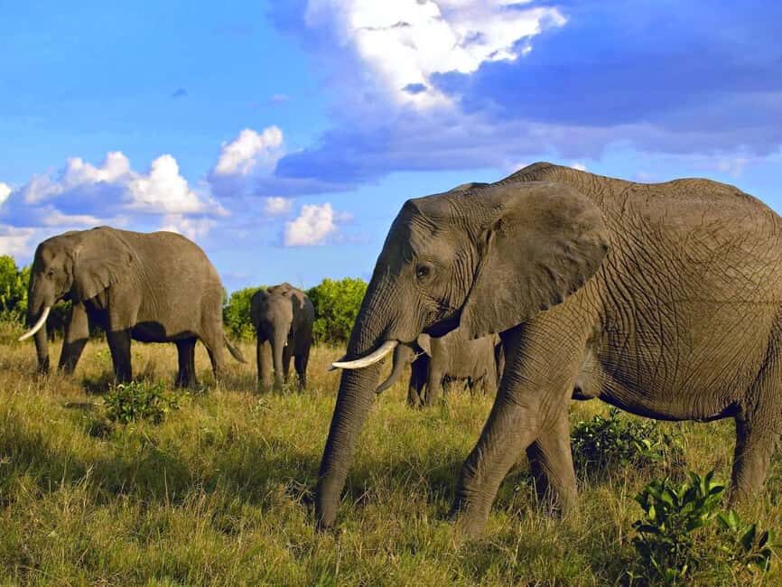 2 Days Amboseli National Park Safari - The Experience from Reviews