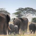 2 Days Amboseli National Park Safari Tour - What’s Included and What’s Not