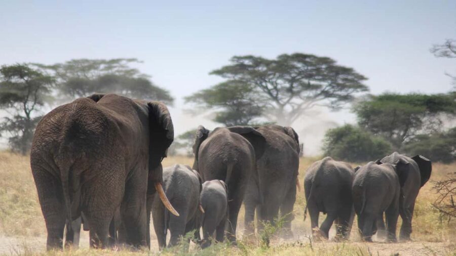2 Days Amboseli National Park Safari Tour - What’s Included and What’s Not