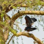 2 Days Big five Safari with Boat in Murchison Falls - What’s Included and What’s Not