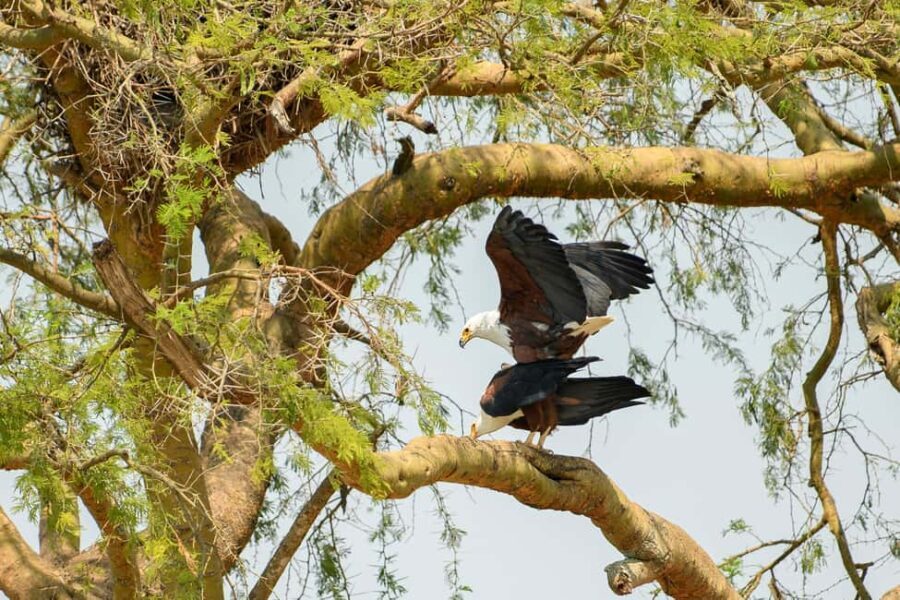 2 Days Big five Safari with Boat in Murchison Falls - What’s Included and What’s Not