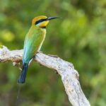 2 Days Cheap mikumi NP safari & waterfall from Dar es salaam - The Itinerary Breakdown: What You Can Expect