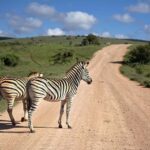 2 Days Cheap mikumi NP safari & waterfall from Dar es salaam - What’s Included, What’s Not