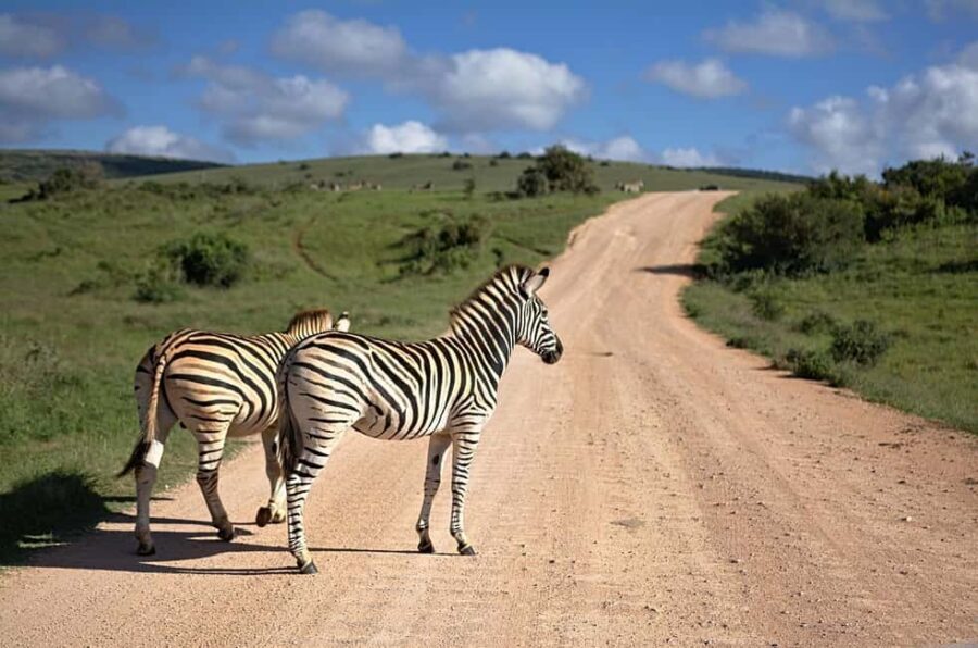 2 Days Cheap mikumi NP safari & waterfall from Dar es salaam - What’s Included, What’s Not