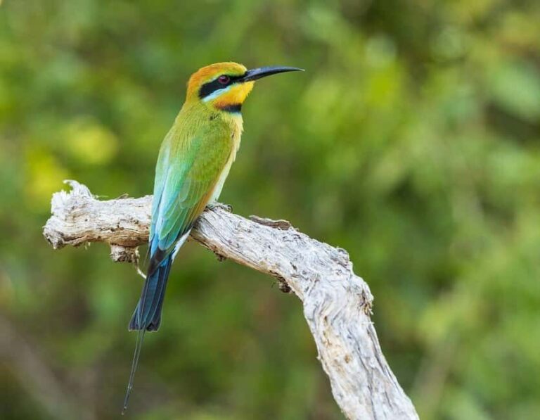 2 Days Cheap mikumi NP safari & waterfall from Dar es salaam - The Itinerary Breakdown: What You Can Expect
