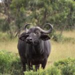 2-Days comfortable safari to Mikumi Park from Dar-es-Salaam - Who Should Consider This Tour?