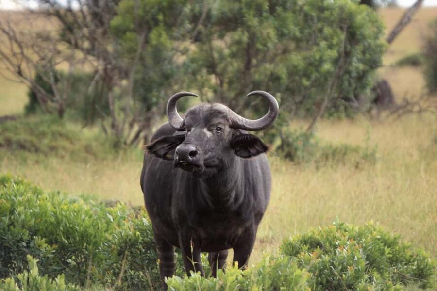 2-Days comfortable safari to Mikumi Park from Dar-es-Salaam - Who Should Consider This Tour?