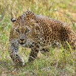 2-Days comfortable trip to Mikumi by train from Dar-es-Salam - The Itinerary: What’s Included and How It Unfolds