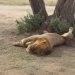 2  Days Group Tour Tarangire and Ngorongoro Crater - A Closer Look at the Itinerary