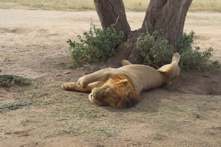 2  Days Group Tour Tarangire and Ngorongoro Crater - A Closer Look at the Itinerary