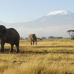 2 Days Group tour to Amboseli Using Landcruiser 4x4 Jeep - Why This Tour Delivers Excellent Value