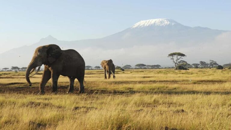2 Days Group tour to Amboseli Using Landcruiser 4x4 Jeep - Why This Tour Delivers Excellent Value