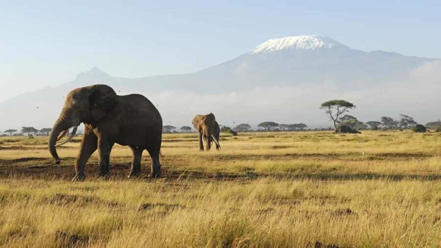 2 Days Group tour to Amboseli Using Landcruiser 4x4 Jeep - Why This Tour Delivers Excellent Value