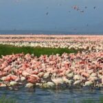 2 Days Lake Elementaita National park Safari - Who Should Consider This Safari?