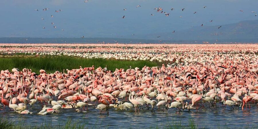 2 Days Lake Elementaita National park Safari - Who Should Consider This Safari?