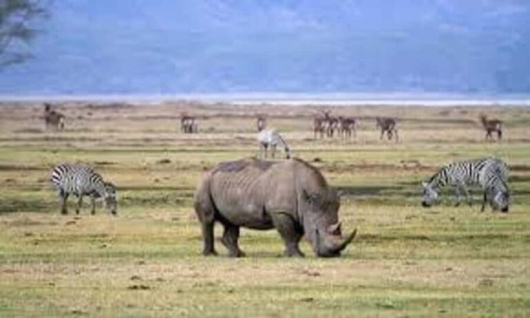 2 Days Mikumi National Park - The Itinerary Breakdown: What You Can Expect