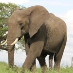2 Days Mikumi national park comfortable safari from Dar - What’s Included and What Not